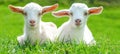 Animal farm background - Two cute baby goats are sitting on a green meadow