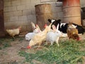 Animal farm | calf, Rabbits, chickens