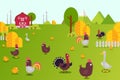 Animal farm collection vector illustration. Hens, ducks, turkeys and chicks in farmland yard. Birds breeding in clean