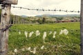 Animal farm in the country  Wooden fence with barbed wire with sheep wool on it Royalty Free Stock Photo