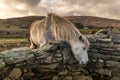 Animal farm horse white Ireland Cork rural country life Royalty Free Stock Photo