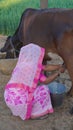 Animal farm, a woman milking a cow in a village, village woman is taking milk from her domestic cow Royalty Free Stock Photo