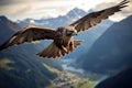 Animal feather mountain sky flight wildlife predator nature flying wild wings bird