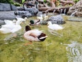 animal feather wing wild white duck swimming on the water and eating food . group Duck swimming in the clear swamp water Royalty Free Stock Photo