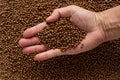 Animal feed mixed from finely ground protein powders of both plants and animals is pelleted to be used as pet food because pellets Royalty Free Stock Photo