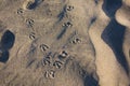 Animal feet imprint on sand Royalty Free Stock Photo