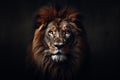 Animal feline head pride predator cat big nature dark portrait lion africa view face Royalty Free Stock Photo