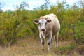 Animal in the field of the Astrakhan region, Russia Royalty Free Stock Photo