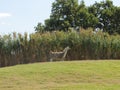 Lama, LLama, South American camelids, the wild guanaco and vicuna. Uruguay. Royalty Free Stock Photo