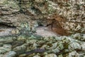 Animal Flower Cave in Barbados