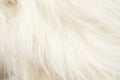 Animal fluff Royalty Free Stock Photo