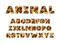 Animal font for posters. Mammals Fur. Leopard Jaguar. Retro alphabet. Vintage print skins typeface, editable and layered