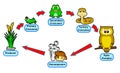 Animal food chain live circle