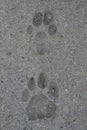Animal foot print