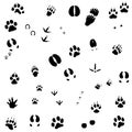 Animal foot prints