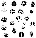 Animal foot prints