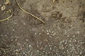 Animal foot prints and human boots on a brown muddy soil.