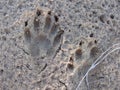 Animal, Foot prints, Sand, Wolf, Coyote, Dog, Possum Royalty Free Stock Photo