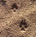 Animal, Foot prints, Sand, Wolf, Coyote, Dog Royalty Free Stock Photo