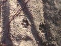 Animal, Foot prints, Sand, Wolf, Coyote, Dog Royalty Free Stock Photo