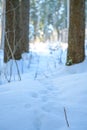 Animal footpath through winter coniferous forest. snow-covered meadow on a frosty sunny day Royalty Free Stock Photo