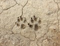 Animal footprint Royalty Free Stock Photo