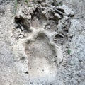 Animal footprint Royalty Free Stock Photo