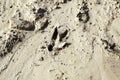 Footprint of animal on land Royalty Free Stock Photo