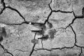 Footprint of animal on land Royalty Free Stock Photo