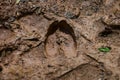 Animal footprint. hedgehog footprint in the sand in the forest, close up, detailed.