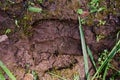 Animal footprint. hedgehog footprint in the sand in the forest, close up, detailed. Royalty Free Stock Photo