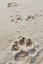 Animal footprint on the Sand grains, Close up Royalty Free Stock Photo