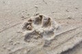 Animal footprint on the Sand grains, Close up Royalty Free Stock Photo