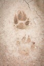 Animal footprint Royalty Free Stock Photo