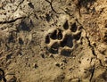 Animal footprint. Traces of animal paw on the cracked ground.A trace of a wild animal on the ground