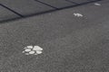 Animal Footprints