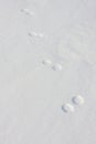 Animal footprints