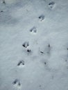 Animal footprints