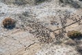 Animal footprints in a dried puddle Royalty Free Stock Photo