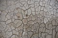 Animal footprints on dried soil. Cracked earth texture. Royalty Free Stock Photo