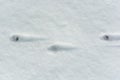 Animal footprints in fresh snow