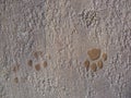 Animal footprints are imprinted on the ground Royalty Free Stock Photo