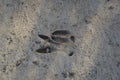 Animal footprints are imprinted on the ground Royalty Free Stock Photo