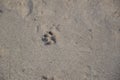 Animal footprints are imprinted on the ground Royalty Free Stock Photo