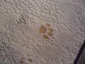 Animal footprints are imprinted on the ground Royalty Free Stock Photo