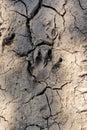 Animal footprints in mud Royalty Free Stock Photo