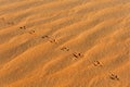 Animal footprints in sand