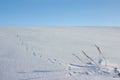 Animal footprints on snow