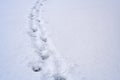 Animal footprints on snow