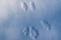 Traces of animals in the winter forest on the snow. Royalty Free Stock Photo